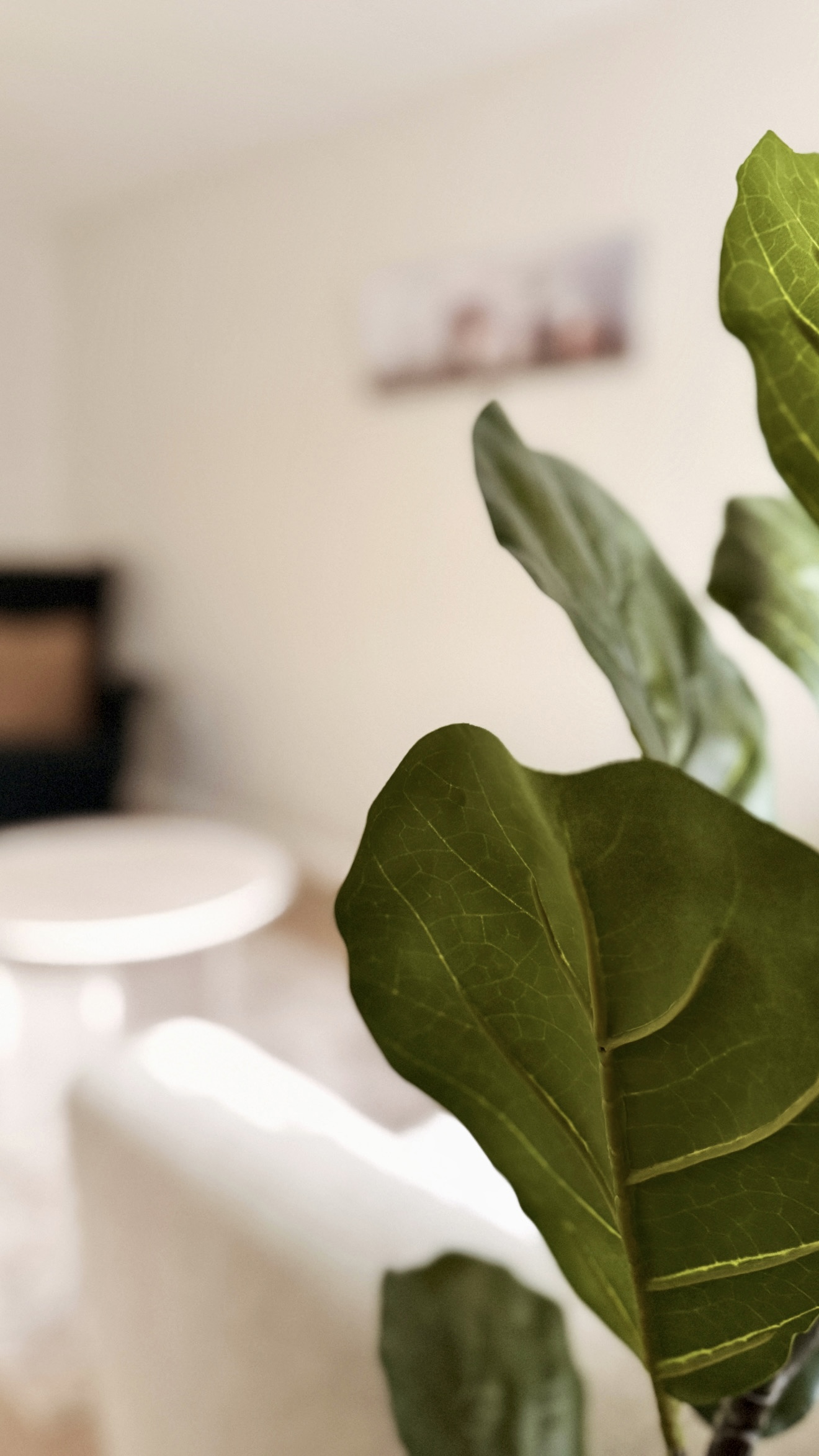 Calm, plant-filled corner of a home